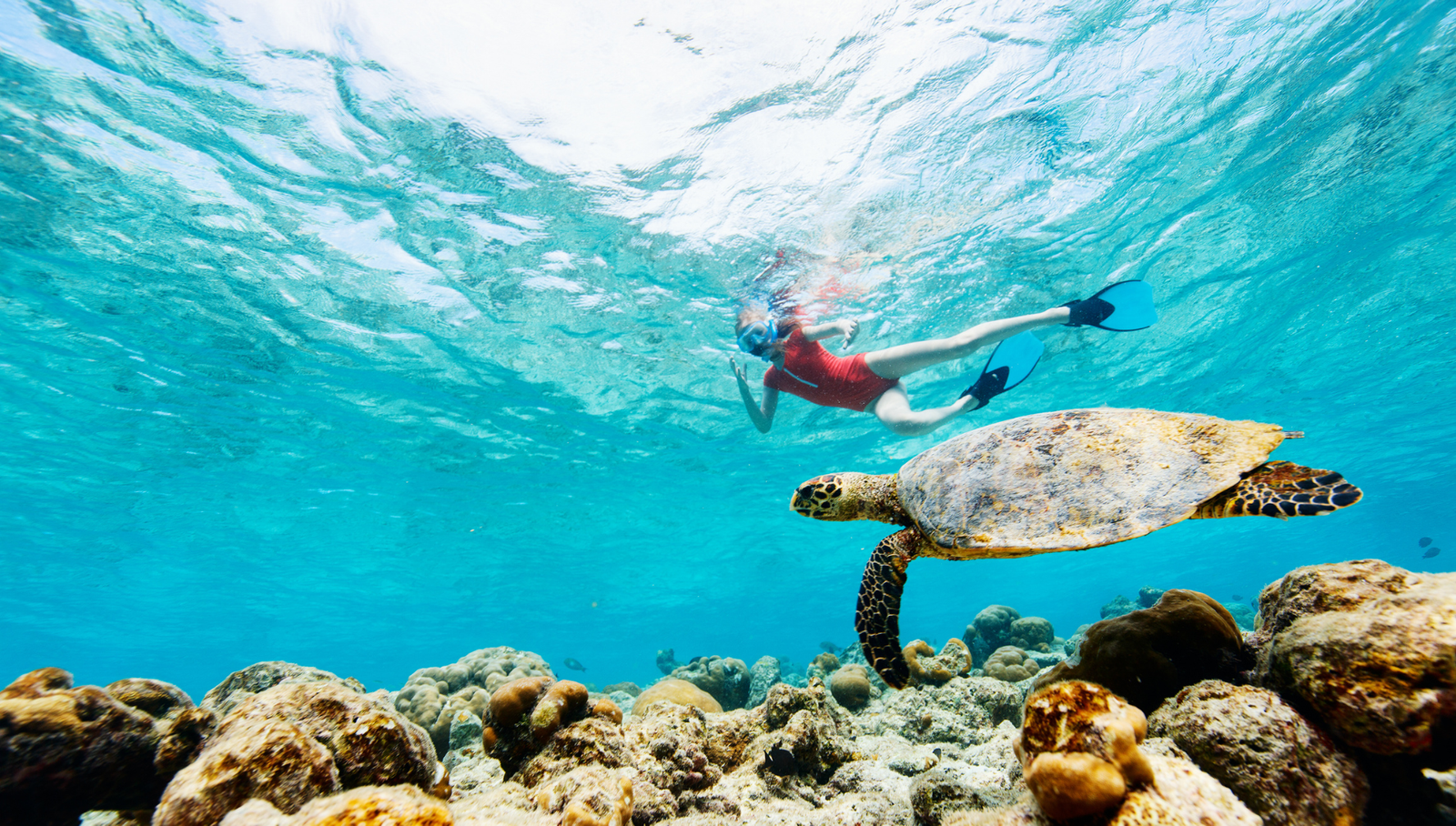 Nage avec les tortues