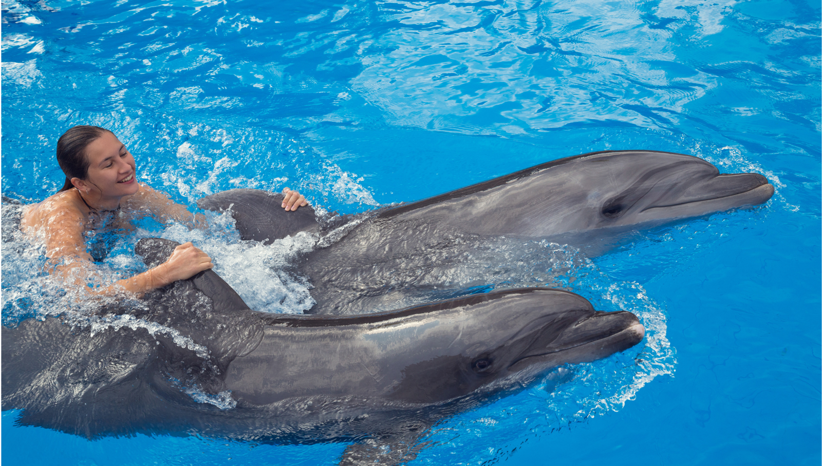 Nage avec les dauphins