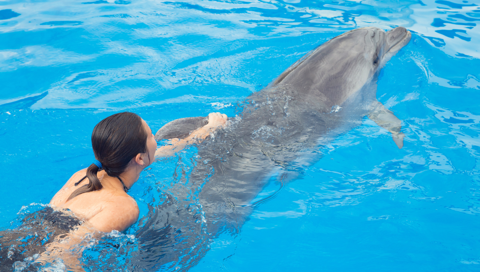 Nage avec les dauphins