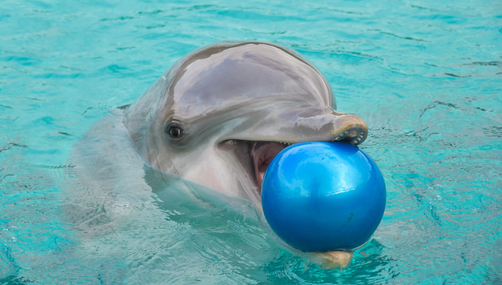 Nage avec les dauphins