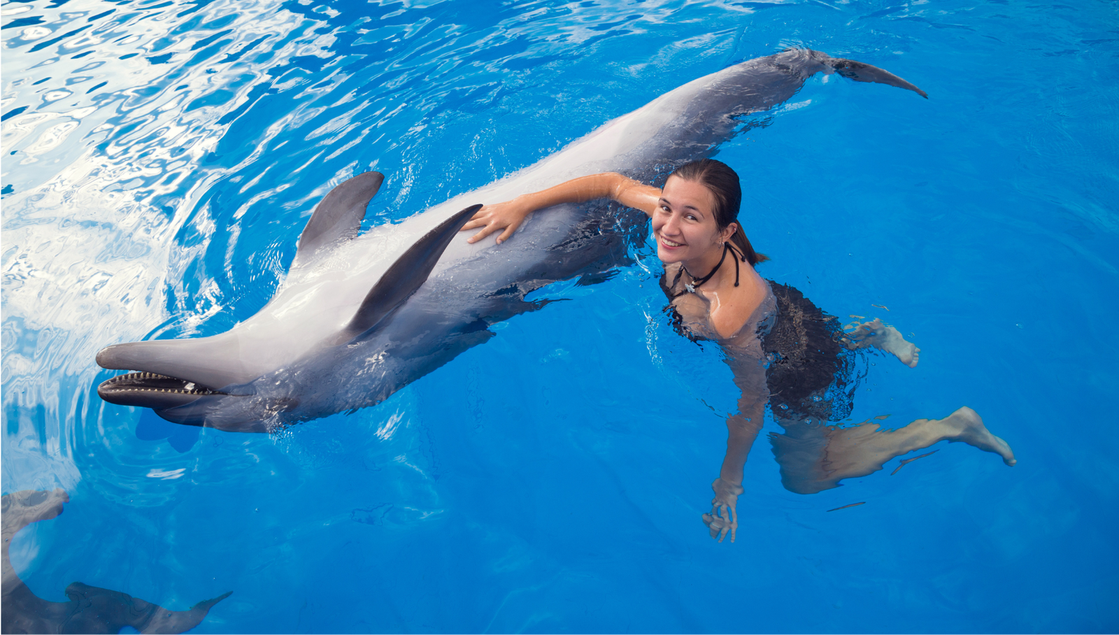 Nage avec les dauphins